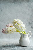 Hyazinthen (Hyacinthus) in weißem Keramikkrug