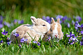 Zwei junge Kaninchen im grünen Gras umgeben von lila Veilchen (Viola)