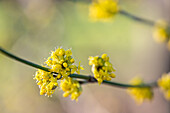 Gelbe Blüten der Kornelkirsche (Cornus mas)