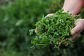 Chickweed