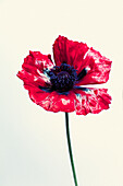 Poppy blossom against white background (Papaver)