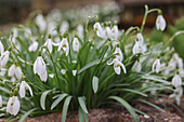 Snowdrops (Galanthus) in the perennial flower bed