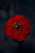 Red pon pon ranunculus (Ranunculus)
