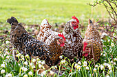 Blumenhühner (alte schwedische Hühnerrasse) umgeben von Märzenbechern (Leucojum vernum)