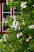 White flowering climbing roses (Rosa helenae)