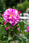 Historische Rose Versicolor 'Rosa Mundi' (Rosa Gallica)