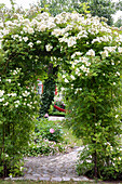 Garden portal with white blooming roses (Rosa helenae)