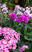 Farbintensive Dahlien und Phlox im sommerlichen Garten