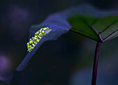 Tree frog eggs on a leaf