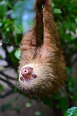 Sloth