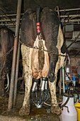 Dairy cow being milked