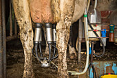 Dairy cow being milked