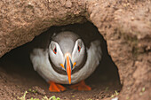 Atlantic puffin at the entrance to a burrow