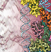 Human dicer bound to microRNA precursor, illustration