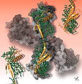 Single-chain monellin protein, illustration