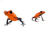 Strawberry poison-dart frogs