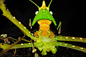 Katydid