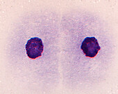 Daughter cells after mitosis, light micrograph