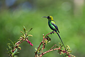 Malachite sunbird
