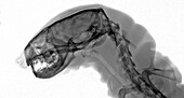 Male weasel, X-ray