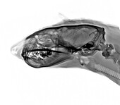 European polecat, X-ray