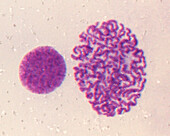 Mitosis, light micrograph
