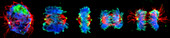 Mitosis, light micrograph