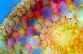 Marsh-marigold stalk, light micrograph