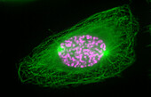 Mitosis, light micrograph