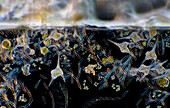 Pond life, light micrograph
