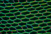 Moss (Cinclidium stygium), light micrograph