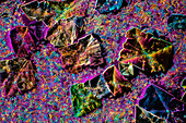 Epsom salt crystals, light micrograph