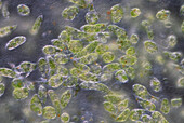 Euglena protozoan alga, light micrograph