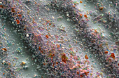 Glitter in nail varnish, light micrograph