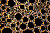 Bubble lattice of shampoo foam, light micrograph