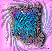 Copper transporter protein, illustration