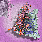 Nanobody bound to coiled-coil peptide, illustration