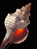 Cymatium shell