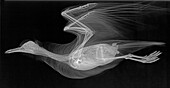 Mediterranean gull in flight, X-ray