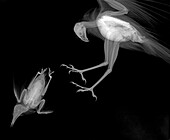 Sparrowhawk hunting starling, X-ray