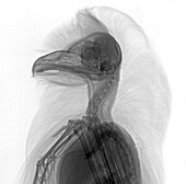 Barn owl, X-ray