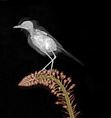 European robin, X-ray
