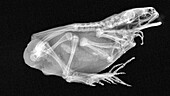Common toad, X-ray