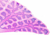 Human cerebellum, light micrograph