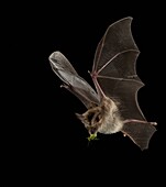 Egyptian slit-faced bat with stinkbug