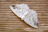 Clouded silver moth