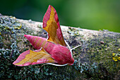 Small elephant hawk-moth