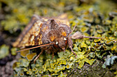 Frosted orange moth