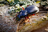 Black clock beetle