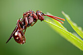 Small nomad bee